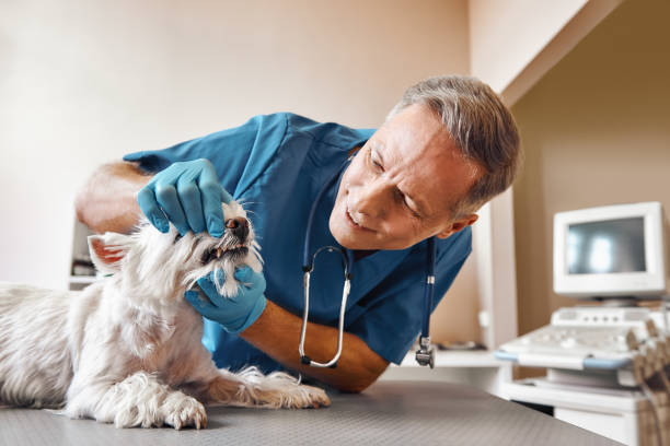 Best Urgent Care for Lost Fillings or Crowns in Kingman, KS
